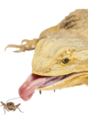 Pogona en chasse dun grillons domestique.png