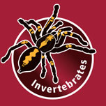 Ambiance invertébrés