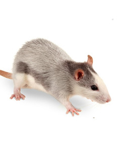 Souris congelées sauteuses 7 à 12g en sac de 25 2