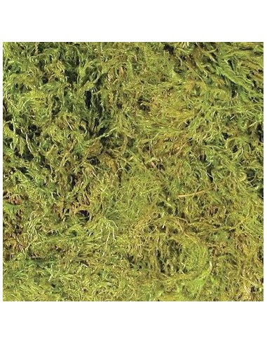 Litière Terrarium Moss 2,46L de ZooMed pour terrarium tropical