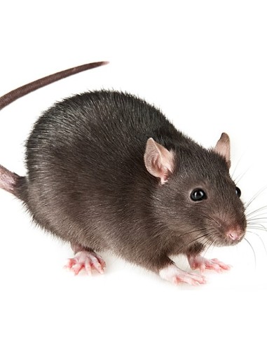 Rats congelés Taille S 26 à 50g en sac de 10