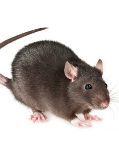 Rats congelés XL 201 à 250g en sac de 2 2