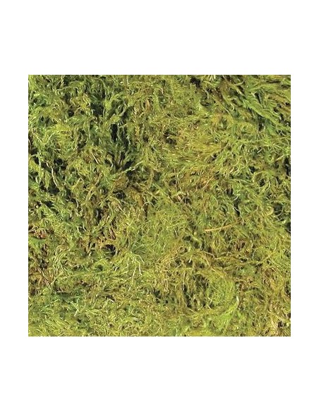 Litière Terrarium Moss 1,3L de ZooMed pour terrarium tropical