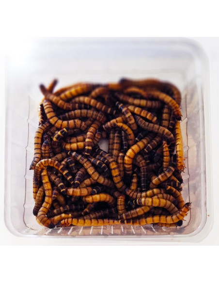 Vers Zophobas Morio pour reptiles