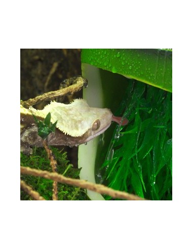 Fontaine bambou 2 en 1 fontaine et gamelle de Repti Zoo