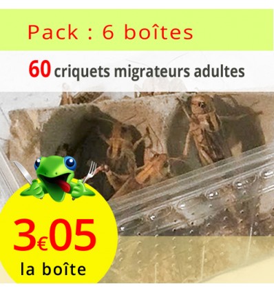 Criquet migrateur adulte lot de 6 boîtes