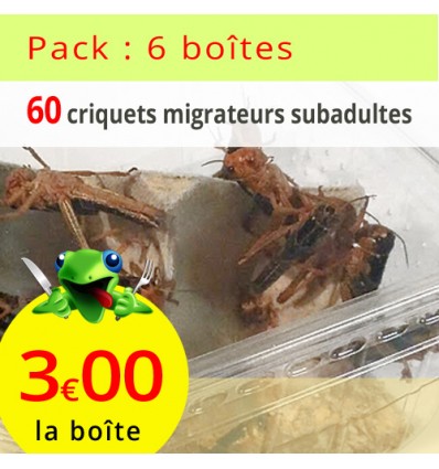 Criquets migrateurs subadultes 6 boîtes