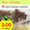 Criquets migrateurs subadultes 6 boîtes