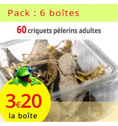 Prix par lot : 6 boîtes de 10 criquets pèlerins adultes