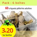 Criquets pèlerins adultes 6 boîtes 