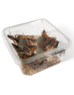 Criquet migrateur subadulte taille 2 à 3 cm (boîte de 10)