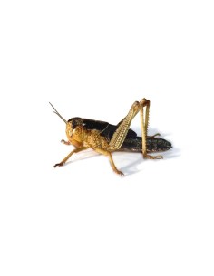 Criquet migrateur sub-adulte taille 3 cm (boîte de 100)