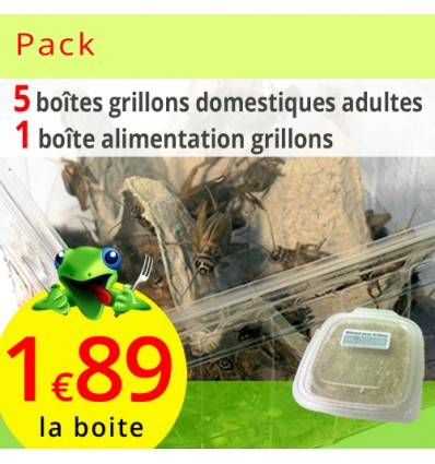 Grillons domestiques adultes 5 boites avec alimentation