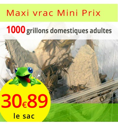 Grillons domestiques adultes sac de 1000