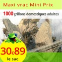 Grillons domestiques adultes sac de 1000