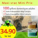 Grillons domestiques adultes sac de 1000 avec alimentation Ca+400g et gel Ca+ 500ml