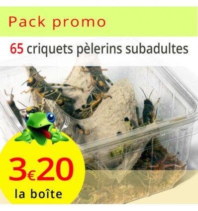 Prix par lot : 6 boîtes de criquets pèlerins subadultes