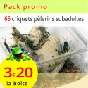 Criquets pèlerins subadultes 6 boîtes