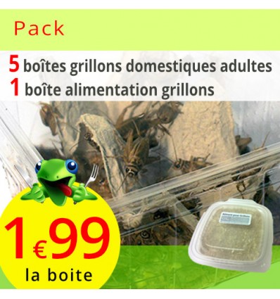 Grillons domestiques adultes 5 boites avec alimentation