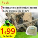 Grillons domestiques adultes 5 boites avec alimentation