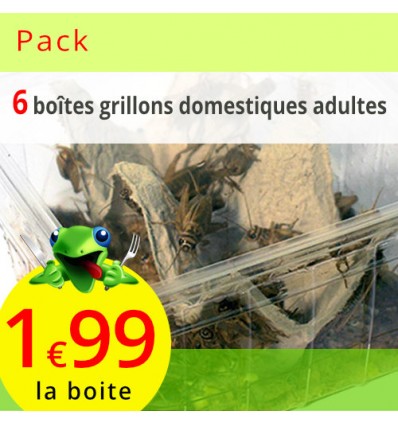 Grillons domestiques adultes 6 boites (environ 240 grillons)