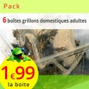 Grillons domestiques adultes 6 boites (env. 240 insectes)