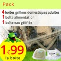 Grillons domestiques adultes 4 boites, alimentation et eau gélifiée