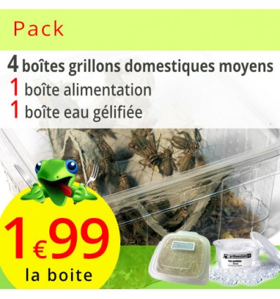 Pack grillons domestiques moyens 4 boites (environ 240 grillons)
