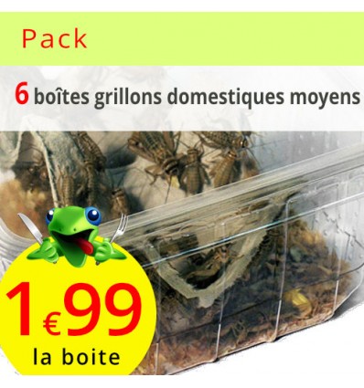 Pack grillons domestiques moyens lot de 6 boites (environ 420 grillons)