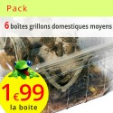 Grillons domestiques moyens 6 boites (env. 420 grillons)