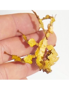 Phasme scorpion jeune, 3 à 4 cm, boîte de 2