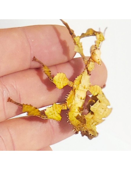 Phasme scorpion jeune, 3 à 4 cm, boîte de 2