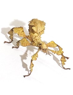 Phasme scorpion jeune, 3 à 4 cm, boîte de 2 2