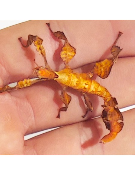 Phasme scorpion jeune, 3 à 4 cm, boîte de 2