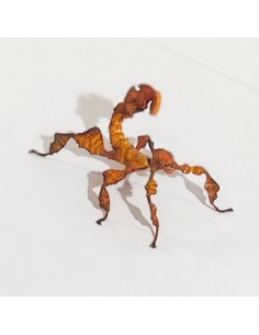 Phasme scorpion jeune, 3 à 4 cm, boîte de 2 2