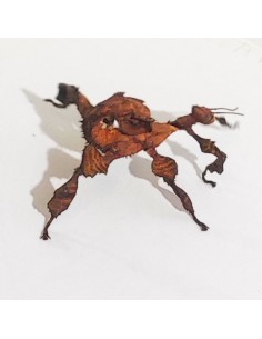 Phasme scorpion jeune, 3 à 4 cm, boîte de 2