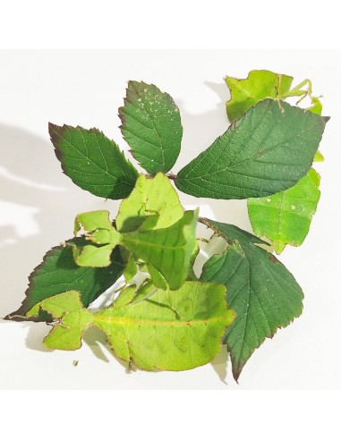 Phasme feuille jeune, 2 à 3 cm, boîte de 2 individus