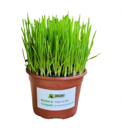 Herbe fraîche en pot, alimentation pour criquets