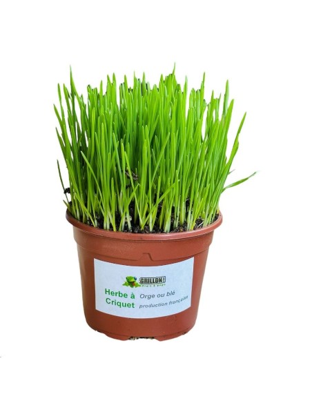 Herbe fraîche en pot, alimentation pour criquets