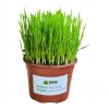 Herbe fraîche en pot, alimentation pour criquets