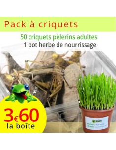Criquets pèlerins adultes 5 boîtes, sur son herbe de nourrissage