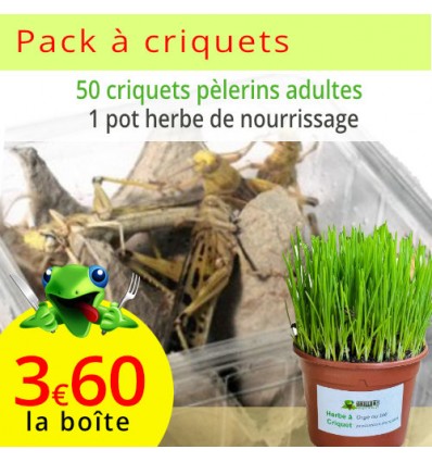 Criquets pèlerins adultes 5 boîtes, sur son herbe de nourrissage