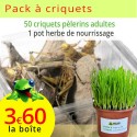 Criquets pèlerins adultes 5 boîtes, sur son herbe de nourrissage