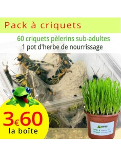 Criquets pèlerins sub-adultes 5 boîtes, sur son herbe de nourrissage