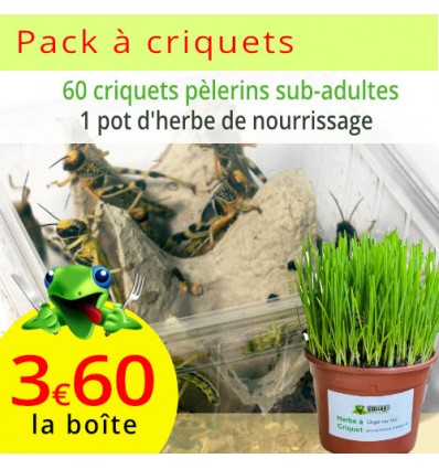Criquets pèlerins sub-adultes 5 boîtes, sur son herbe de nourrissage