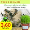 Criquets pèlerins sub-adultes 5 boîtes, sur son herbe de nourrissage