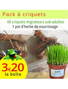 Criquets migrateurs subadultes 5 boîtes, sur son herbe de nourrissage
