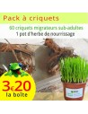Criquets migrateurs subadultes 5 boîtes, sur son herbe de nourrissage