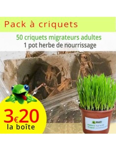 Criquets migrateurs adultes 5 boîtes, sur son herbe de nourrissage