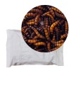 Vers Zophobas Morio pour reptiles et pour oiseaux - sac 1Kg